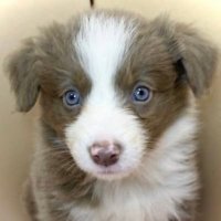 ノラ🐶 (@boder666) 's Twitter Profile