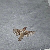 やしま (@n_g_hog) Twitter profile photo