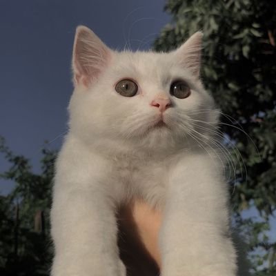 Basima3633's profile picture. Intern Dentist