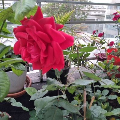 patcar2755's profile picture. 