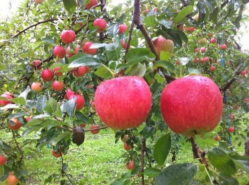 kazukymanatee's profile picture. 