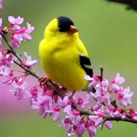 BEAUTIFUL ANIMALS (@manlulu27) 's Twitter Profile
