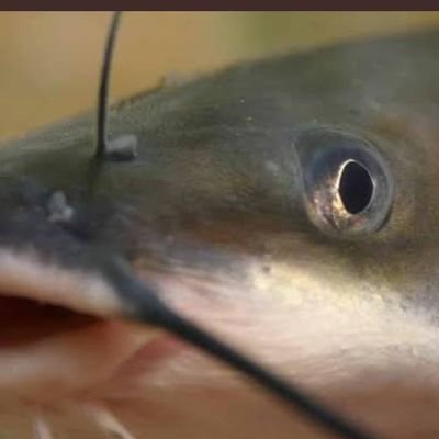 fur384_'s profile picture. Something