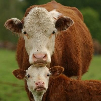 welcome to the #cow lovers page!  Follow us for Smile 😍The page dedicated  for all #cow owners and Lovers 😎