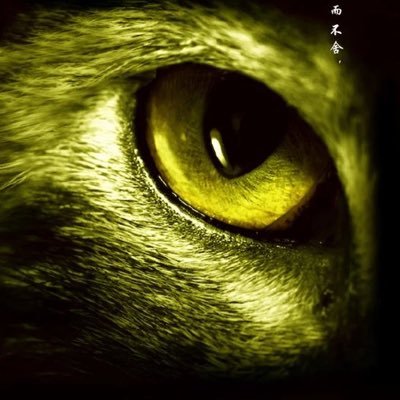 SkyCurtian's profile picture. 