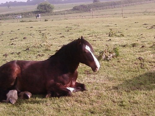 gillywhizz's profile picture. 