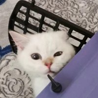Fip Savaşçısı Mia (@fipsavascisimia) Twitter profile photo