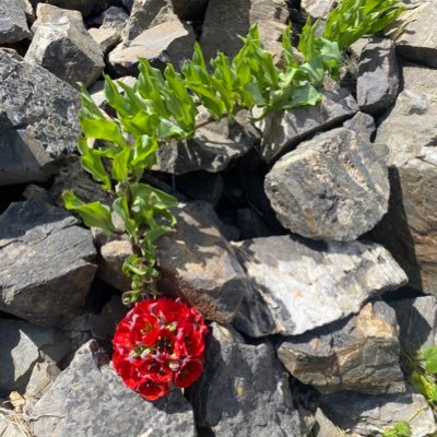 luzmi77's profile picture. 