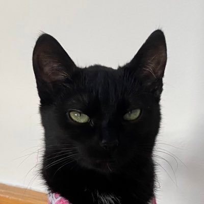 bosorkani's profile picture. можу запропонувати вам фотки кота