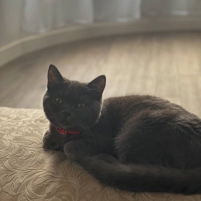 Bodzin19911's profile picture. 