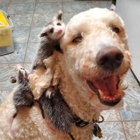 Benjamin (@geocaste) 's Twitter Profile