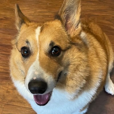 Jumbo corgi living in the Pacific NW. Loves chasing squirrels and the mailman. Herder of cats. Mom makes me watch Washington Capitals hockey 🏒🏒🏒
🏳️‍🌈