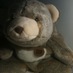 Murphy Bear (@murphbear) Twitter profile photo