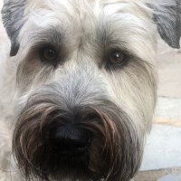 Butterdog (@butters09016449) 's Twitter Profile Photo Butterdog (@butters09016449) 's Twitter Profile Photo
