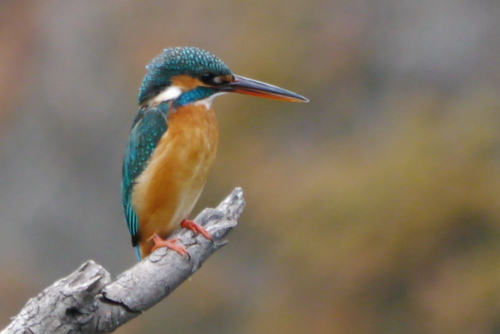 ふぉっくすわん