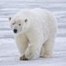 polar bear (@dragonslayerz17) Twitter profile photo