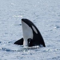 ToraOrca (@tora_orca) 's Twitter Profile