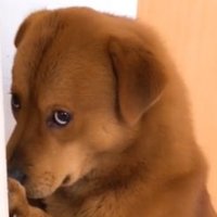 大脸猫(互粉) (@js31lcky01kfnls) 's Twitter Profile