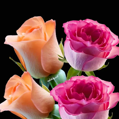 Rubel2363's profile picture. His