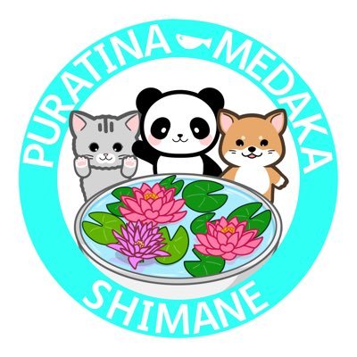 ＼島根県松江市のめだか屋さん/ダルマメダカをメインに取り扱ってます(@ 松江市浜佐田町にある、ヤギと本格ジェラートラーゴ様の敷地内でメダカの無人販売を行っております★ ↓BASE・ヤフオク・メルカリ・DMから購入出来ます★