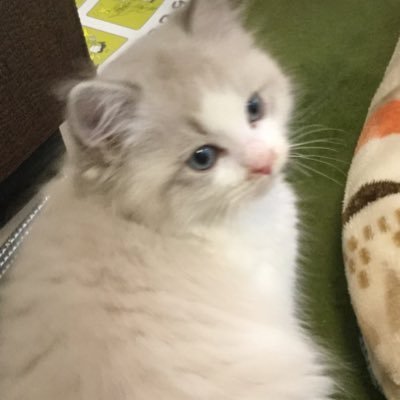 にゃちゃまる (@ufJoVLAMS77SbEO) / Posts and Replies / X