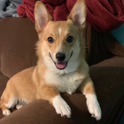 Corgi-enjoyer, twitch-enthusiast, green-sword-prediction-runner, sometimes-streamer, ex-killer-main https://t.co/iB7EfpG49D