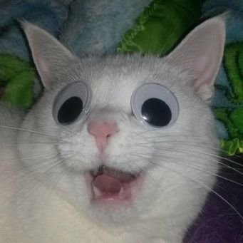 the_umbi's profile picture. Baru dua tahun jadi umbies kok udah goblok aja ya?