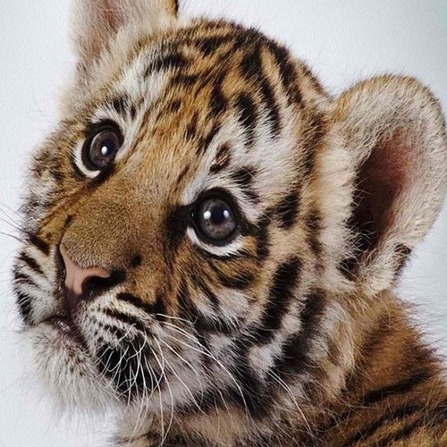 PrincessTyger's profile picture. Random.. stationary junkie.. filoFAX addict..!!