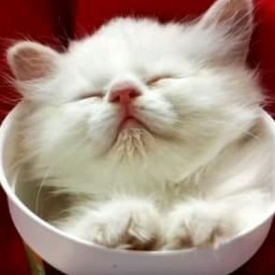 Moccaさんのプロフィール画像