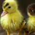 Professional Duck enthusiast (@rabble30) Twitter profile photo Professional Duck enthusiast (@rabble30) Twitter profile photo