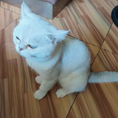 叶哪拉さんのプロフィール画像