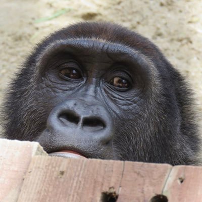 sally_goritaro's profile picture. グッグウゥーム。ゴリラ🦍沼にハマってしまいました。奥が深い。。