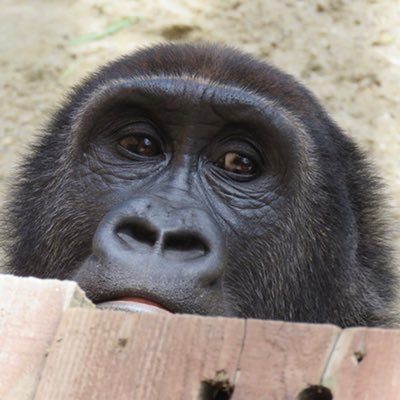 グッグウゥーム。ゴリラ🦍沼にハマってしまいました。奥が深い。。