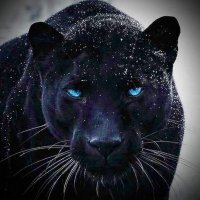 JAGUAR(@g4jgr) 's Twitter Profileg