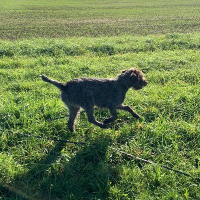 ApFricker's profile picture. Food and drink hobbyist. Amateur dog handler. Part-time deer manager. Thinking about going pro.