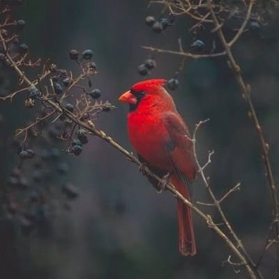 Rafi16Islam's profile picture. Ishak-zg