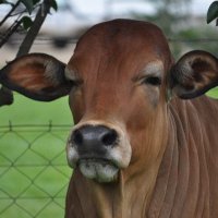 MufaroTheFarmer🍊🍉🍎🍓🍒🍇🥬🍍🌽🥒🥦 (@mufarowangu2) 's Twitter Profile Photo MufaroTheFarmer🍊🍉🍎🍓🍒🍇🥬🍍🌽🥒🥦 (@mufarowangu2) 's Twitter Profile Photo