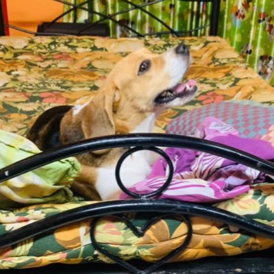 Mihaan15's profile picture. 