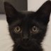 LA GATA NEGRA (@theblackgata) Twitter profile photo LA GATA NEGRA (@theblackgata) Twitter profile photo