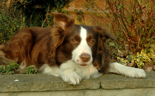 I am a plain old dogggie and i love my family