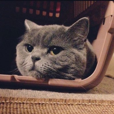 kemopure3's profile picture. 一人旅おじさん ぶいすぽ大好きおじさん　ウマ娘垢@derikku_uma 旅行写真垢@DELIKKU2