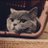 デッリクのTwitterプロフィール画像