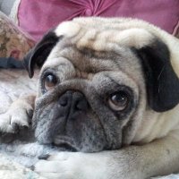 プー (@nlses8ethoczosl) 's Twitter Profile