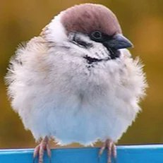 kusatsukiryu's profile picture. ★ニコ動・ゆゆゆ・ラグナドール・まぎドラ
●サロメ嬢/花譜/石神のぞみ/鏑木ろこ/吉良リリー/鏡見みら/アルホシ/安心院みさ/月ノ美兎/のろいちゃん/堰代ミコ/LemuelRagnaX/ネロ
★ブルスカ
https://t.co/gFbxZU9cWE