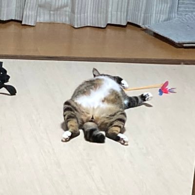 山口県おかっぱりバサー。釣果ツイート多め。美祢ダム、小野湖、丸山ダム、遠賀川あたりにちょいちょい出没。1型糖尿病と闘いながらボディメイク頑張ってます