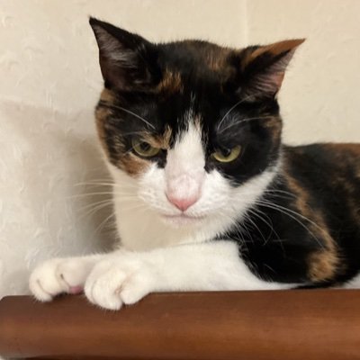 mYjj88's profile picture. 2020年6月に保護猫さんを迎えました。猫と暮らしている方々の様子が、勉強になります。Twitter初心者なので、失礼があったらすみません。大好きな方々をフォローさせていただいてます🥰
