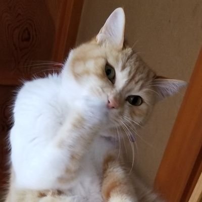 あちえさんのプロフィール画像