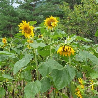 miaododo88's profile picture. 소심소심. 답답이.ㅠㅠ