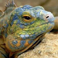 Reptiles and Amphibians Journal(@RandAJournal) 's Twitter Profile Photo