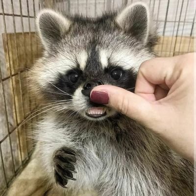 welcome to  the # raccon page! Follow us for smile 😍The page dedicated for all#raccoon owners and Lovers😎